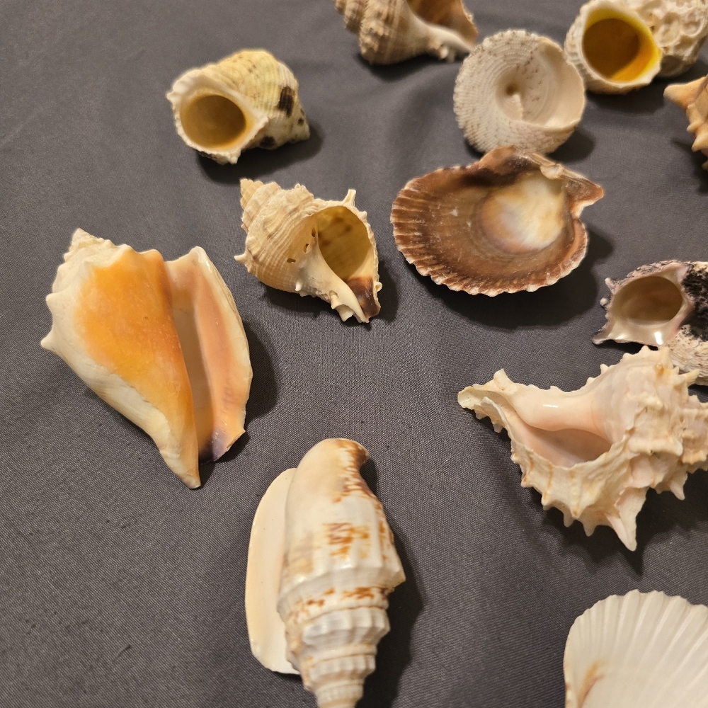 Assorted Seashell Collection 16 Pieces - Picture 6 of 11